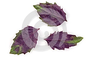 Fresh purple basil leaves isolated on white background