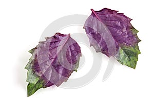 Fresh purple basil leaves isolated on white background