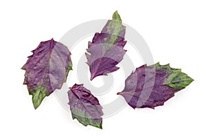 Fresh purple basil leaves isolated on white background