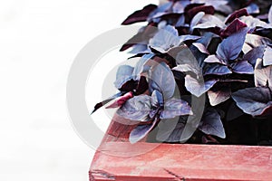 Fresh purple Basil leaves in wooden pot on white background