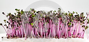 Fresh purple cabbage sprouts or microgreens growing on cottonwool