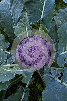 fresh purple cauliflower closeup