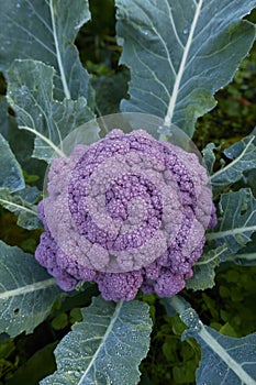 fresh purple cauliflower closeup