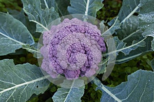 fresh purple cauliflower closeup