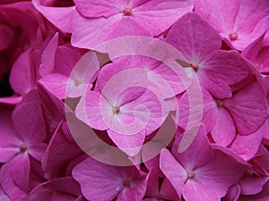 Fresh Purple Chrysanthemum Flower in Summer Closeup