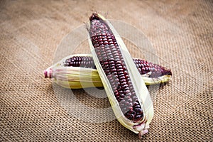 Fresh purple corn on cob on sack background / Siam Ruby Queen or sweet red corn