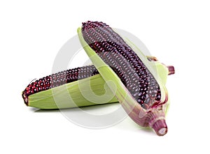 fresh purple corn isolated on white background