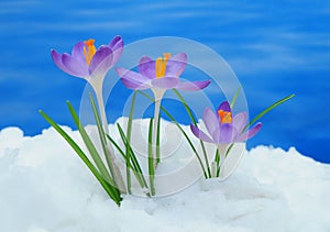 Crocus in snow