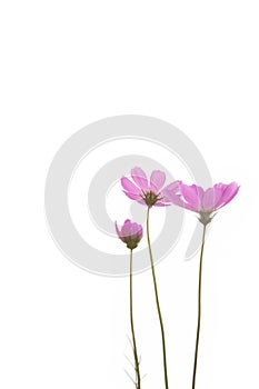 Fresh Purple daisy flower