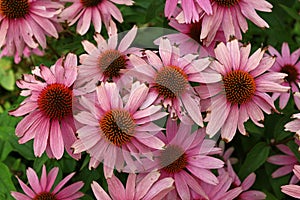 Fresh purple echinacea flowers background