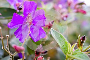 Fresh Purple Flower in Lake Toba