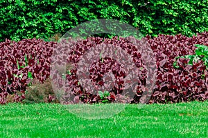 Fresh purple Garden Orache, Atriplex hortensis or French spinach, loboda