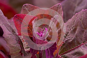 Fresh purple Garden Orache, Atriplex hortensis or French spinach, loboda