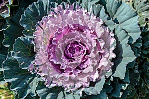 Fresh purple - green cabbage in the agriculture fields