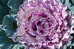 Fresh purple - green cabbage in the agriculture fields