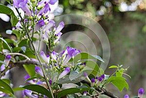 fresh purple group of mansoa alliacea blooming and buds vine flower outdoor in botanic garden