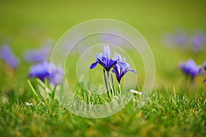 Fresh purple irises in green grass