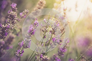 Fresh purple lavender blossoms in France, blue sky, post card