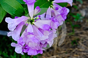 Fresh purple mansoa alliacea blooming and buds vine flower outdoor in botanic garden