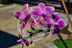 Fresh Purple Orchid flower, (Orchidaceae) is a flowering plant tribe with the most members of the species.