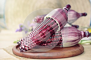 fresh purple organic corn