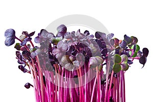 Fresh purple radish sprouts isolated on white