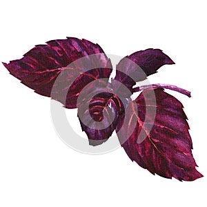 Fresh purple, red, basil leaves, isolated, watercolor illustration on white