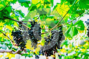 Fresh Purple Red Grapes with Green Leaves on the Vine Farm