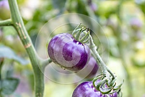 Fresh purple tomato on a branch. The concept of organic food. Close up