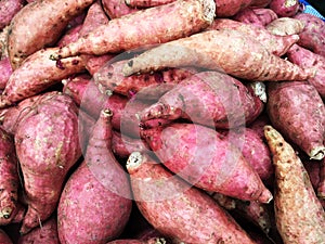 Fresh purple yams pile. Sweet potato for sale in local market. cofred yam background, pile of red or purple yam on background .