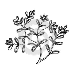 Fresh purslane sketch. Garden herbs drawing. Organic green leaf vegetable. Hand-sketched pursley plant. Vector illustration of raw