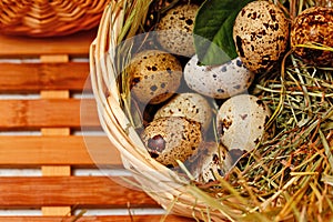 Fresh quail eggs in basket. Delicacy.