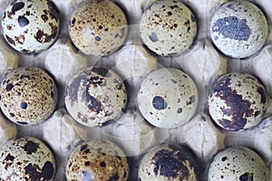 Fresh quail eggs on egg tray.