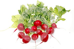Fresh radish