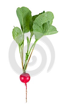 Fresh radish