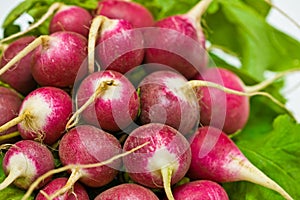 Fresh radish