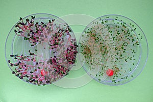 fresh radish and arugula sprouts in a transparent sprouter, green background