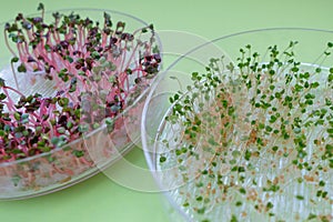 fresh radish and arugula sprouts in a transparent sprouter, green background