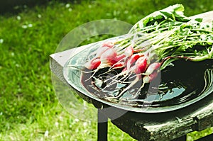 Fresh radish in a black bowl in the open air/radish in a black bowl on a bench in a garden