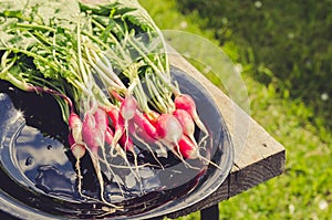 Fresh radish in a black bowl/radish in a black bowl on a bench in a garden