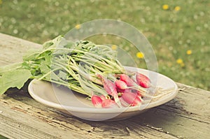 Fresh radish in a bowl in the open air/fresh radish in a bowl on