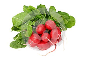 fresh radish bunch isolated on white background