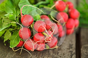 Fresh radish bunch
