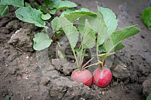 Fresh radish crop