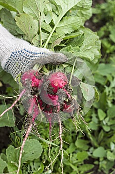 Fresh radish crop