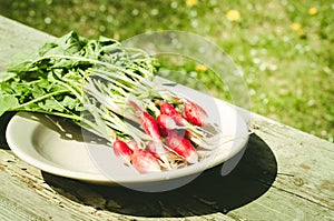 Fresh radish in a garden/rustic style: fresh radish in a garden on sunlight