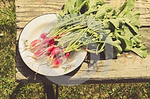 Fresh radish in a garden/rustic style: fresh radish in a garden on sunlight, top view