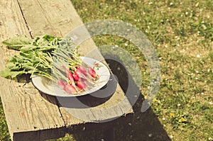 Fresh radish in a garden on sunlight/rustic style fresh radish in a garden on sunlight