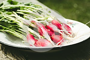 Fresh radish in a garden on sunlight/rustic style fresh radish in a garden on sunlight, selective focus