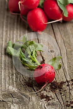 Fresh radish from ground